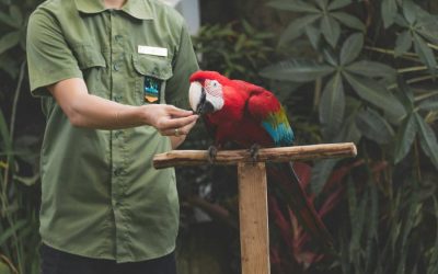 Formation pratique pour prendre soin du plumage et du pelage des oiseaux
