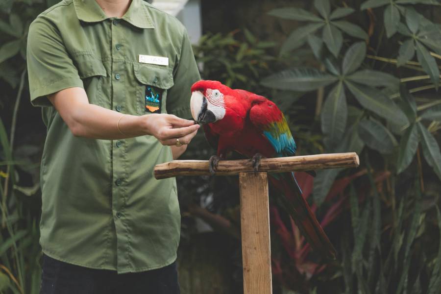Formation pratique pour prendre soin du plumage et du pelage des oiseaux